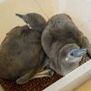 Mláďata tučňáků Humboldtových mají prozatím šedivé peří. Foto: Petr Hamerník, Zoo Praha.