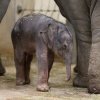 V Zoo Praha se narodilo mládě slona indického. Foto: Petr Hamerník, Zoo Praha.