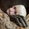 Foto: Petr Hamerník, Zoo Praha