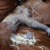 Foto: Miroslav Bobek, Zoo Praha