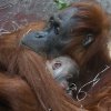 Foto: Miroslav Bobek, Zoo Praha