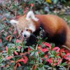 Pro pandu červenou, která se řadí mezi vysokohorské savce, platí pravidlo: čím chladněji, tím vyšší aktivita. Foto: Václav Šilha, Zoo Praha. 