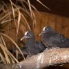 Dvojice mláďat holubů prvně opustila hnízdo rodičů. Foto: Václav Šilha, Zoo Praha