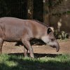 Za příznivého počasí budou moci návštěvníci vidět novou samici Taluen ve výběhu vedle Rezervace Boroto; z počátku se v něm však bude střídat se samcem Texem, se kterým má vytvořit pár. Foto: Václav Šilha, Zoo Praha.