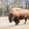 Prázdniny začínají v Zoo Praha indiánským létem u bizonů a dalších severoamerických zvířat. Foto: Václav Šilha, Zoo Praha