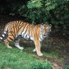 S výběhem se Arila seznamuje pozvolna, návštěvníci zatím budou potřebovat trochu trpělivosti, aby ji spatřili. Foto: Václav Šilha, Zoo Praha.