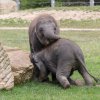 Slůňata se v Zoo Praha často přetlačují a zjišťují, které z nich má více síly. Foto: Václav Šilha, Zoo Praha.