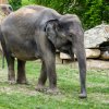 Také u téměř čtrnáctileté samice Tamary potvrdilo ultrazvukové vyšetření z 24. dubna březost. Foto: Petr Hamerník, Zoo Praha.