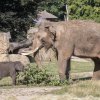 Malé slonice průběžně chodily za samcem Ankhorem a očichávaly ho. Na snímku starší z obou slůňat – Lakuna, jejíž jméno má v sinhálštině význam „Znamení“. Foto: Václav Šilha, Zoo Praha.