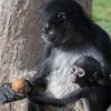 Jméno pro mládě chápana vybírá veřejnost na facebooku Zoo Praha. Foto Vít Lukáš, Zoo Praha.