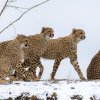 Sníh v Zoo Praha přímo vybízí k podívané, třeba vedle Pavilonu šelem a plazů. Foto: Petr Hamerník, Zoo Praha