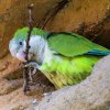 Foto: Petr Hamerník, Zoo Praha