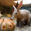 Pro hrabáče kapského Draca byla plněná dýně vítaným zpestřením. Foto: Petr Hamerník, Zoo Praha