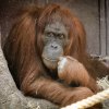 2: Mawar musela kvůli bolesti zubů podstoupit výkon, teď už je ale v pořádku. Foto: Petr Hamerník, Zoo Praha