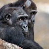 Osmé narozeniny oslaví samec gorily nížinné Kiburi. Foto: Petr Hamerník, Zoo Praha