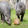Tapíři jihoameričtí dolovali z proutí zeleninové kousky. Foto: Petr Hamerník, Zoo Praha