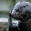 Lachtan Meloun zahájí olympiádu v Zoo Praha speciálním vystoupením. Foto: Petr Hamerník, Zoo Praha