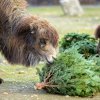 Ani velbloudi ze Zoo Praha nepřišli zkrátka. Na větvích z vánočního smrku si náramně pochutnali. Foto: Petr Hamerník, Zoo Praha.
