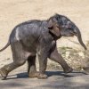 Slůně se seznamovalo s novým prostorem – venkovním výběhem Údolí slonů. Foto: Petr Hamerník, Zoo Praha.