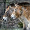 Klisny koně Převalského Helmi a Hanna jsou v širším výběru pro transport do Mongolska. Foto: Petr Hamerník, Zoo Praha.