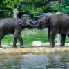 Mláďata slona indického Max a Rudi dovádějí ve venkovním bazénu. Foto: Petr Hamerník, Zoo Praha