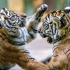 Hry malajských tygřat ze Zoo Praha začínají nabývat na razanci. Foto: Petr Hamerník, Zoo Praha.