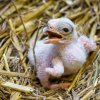 Mládě hadilova prosperuje i díky dokrmování chovatelů. Foto: Petr Hamerník, Zoo Praha 