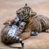 Vzácná mláďata tygra malajského dostanou v neděli v pražské zoo jména od kmotrů ze skupiny Laura a její tygři. Foto: Petr Hamerník, Zoo Praha