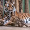 V pražské zoo byla dnes pokřtěna mláďata tygra malajského. Dostala jména Bulan a Wanita. Foto: Petr Hamerník, Zoo Praha.
