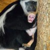 Návštěvníci se na něj mohou přijít podívat do dolní části zoo, kde guerézy obývají jeden z Opičích ostrovů. Foto: Petr Hamerník, Zoo Praha