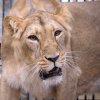 V posledních dnech ledna byla se Sohanem ve vnitřní expozici spojena Ginni, u níž se začaly objevovat známky říje. Foto: Petr Hamerník, Zoo Praha