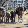 Oslavu si užili všichni sloni. Dostali totiž novou hračku – kouli naplněnou granulemi. Foto: Petr Hamerník, Zoo Praha