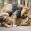 Od 18. února chovatelé zaznamenali u lvů indických Sohana a Suchi několik dnů páření. Foto: Petr Hamerník, Zoo Praha