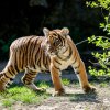 Wanita, ačkoliv menší z obou dvojčat, se osmělila jako první. Foto: Petr Hamerník, Zoo Praha