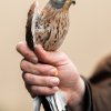 Spolu se supy mrchožravými odcestovala do Bulharska i první dvě mláďata poštolek jižních odchovaná v pražské zoo.  Foto: Petr Hamerník, Zoo Praha.