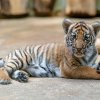 Úbytkem přirozeného prostředí kvůli pěstování palmy olejné je ohrožen i tygr malajský. Na snímku je samička Wanita, která se narodila v Zoo Praha v říjnu 2017. Foto: Petr Hamerník, Zoo Praha