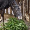Speciální krmení losů probíhá v 11.30. Foto: Petr Hamerník, Zoo Praha.