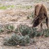 Díky vichřici si prvně v životě na větvích jehličnanů pochutnává i Prťka, malá samička zubra evropského. Foto: Petr Hamerník, Zoo Praha