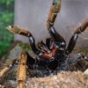 V neděli se mohu zájemci v Zoo Praha dozvědět více o sklípkanech. Foto: Petr Hamerník, Zoo Praha.
