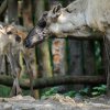 Zoo Praha jako jediná v České republice chová a množí vzácné soby karelské. Tato samička se narodila 16. května. Foto: Petr Hamerník, Zoo Praha