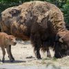 Návštěvníci Zoo Praha se mohou těšit například na mládě bizona narozené dnes v noci. Foto: Petr Hamerník, Zoo Praha