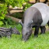 Foto: Petr Hamerník, Zoo Praha