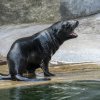 Mládě lachtana jihoafrického narozené letos 31. května od neděle nosí jméno Eda. Foto: Petr Hamerník, Zoo Praha. 