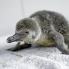 Foto: Petr Hamerník, Zoo Praha