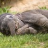 Mladší Amalee přišla na svět 9. května a její denní přírůstek je okolo 1,4 kg. Přestože obě samičky dělí šest týdnů, aktuální váhu mají zcela shodnou. Foto: Petr Hamerník, Zoo Praha