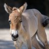Mládě koně Převalského zůstane v pražském stádě minimálně půl roku.  Foto: Petr Hamerník, Zoo Praha
