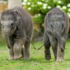 Velkým lákadlem pro návštěvníky jsou také dvě sloní samičky, které se v Zoo Praha narodily letos na jaře. Foto: Petr Hamerník, Zoo Praha.