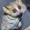 Foto: Petr Hamerník, Zoo Praha