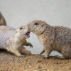 Novou expozici pro psouny prériové obývá celkem 14 jedinců; sedm samiček a sedm samců. Foto: Petr Hamerník, Zoo Praha. 