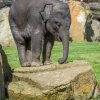 Rudi přibral za poslední měsíc 36 kilogramů. Váží přesně 544 Kg. Foto: Petr Hamerník, Zoo Praha